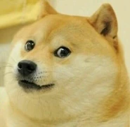 Doge!!